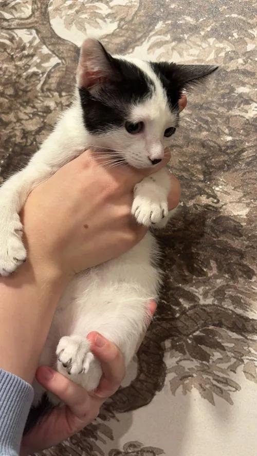 Enlarge Coraline, a Adoptable Domestic Short Hair in Weehawken, NJ image 5/6