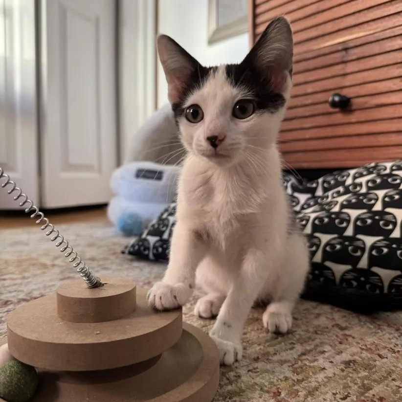 Coraline, Adoptable, Kitten Female Domestic Short Hair.