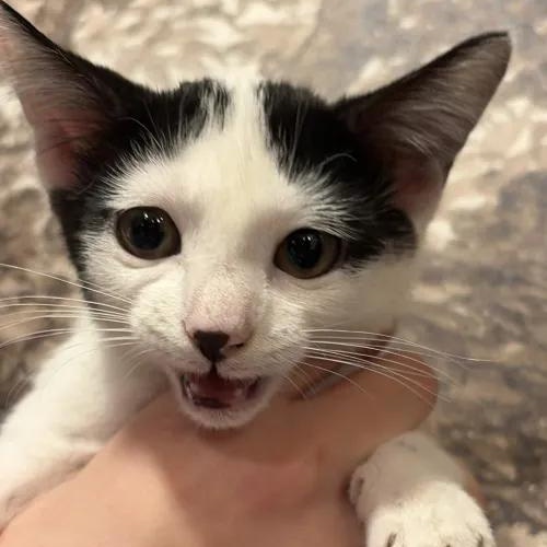 Enlarge Coraline, a Adoptable Domestic Short Hair in Weehawken, NJ image 2/6