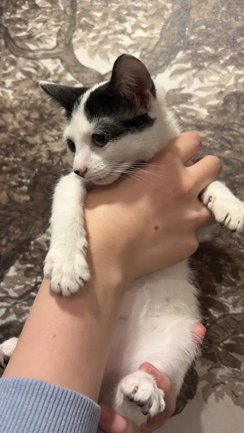 Enlarge Coraline, a Adoptable Domestic Short Hair in Weehawken, NJ image 3/6