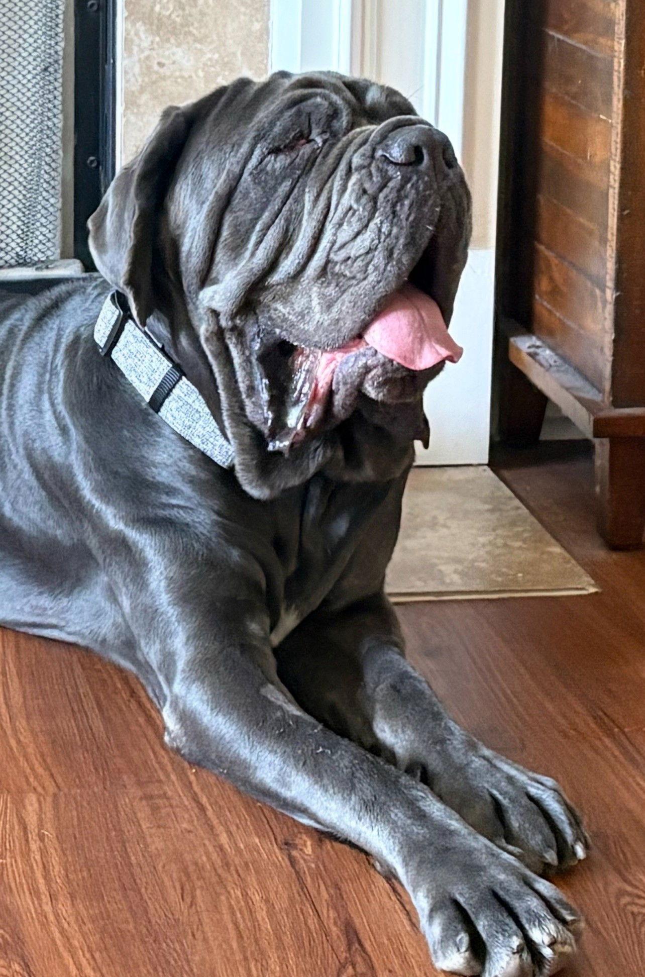 Enlarge Amara, a Adoptable Neapolitan Mastiff in Saint Charles, MO image 1/2