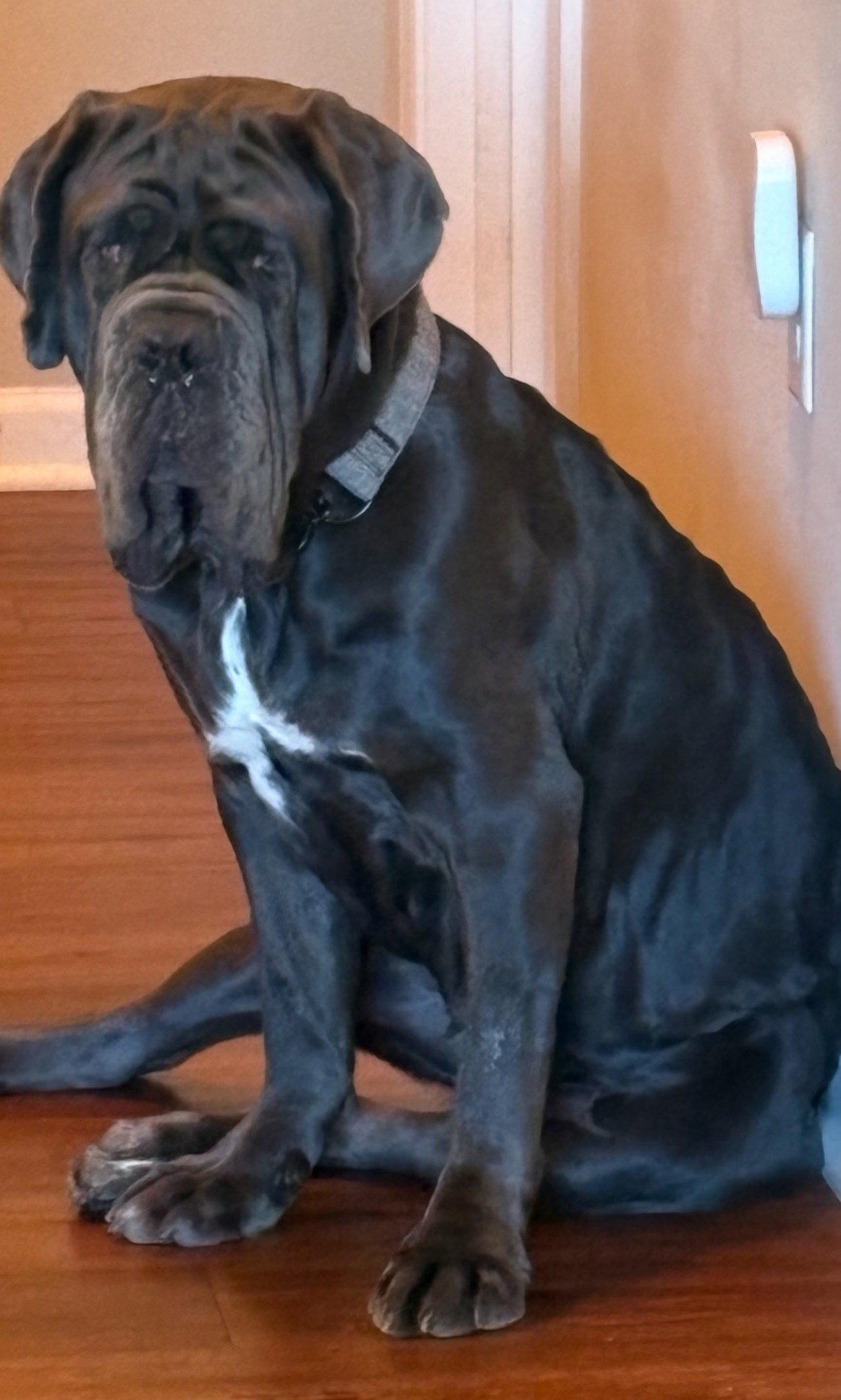Enlarge Amara, a Adoptable Neapolitan Mastiff in Saint Charles, MO image 2/3