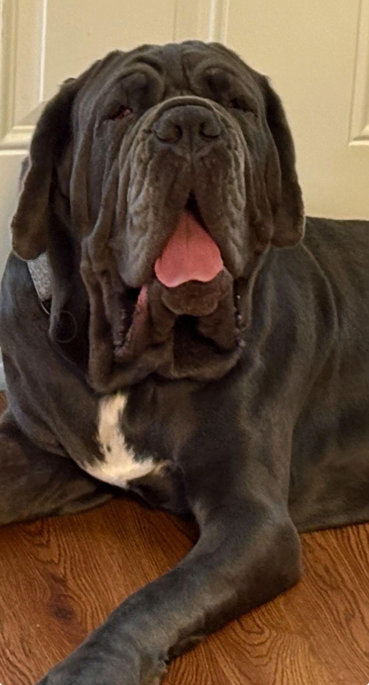 Enlarge Amara, a Adoptable Neapolitan Mastiff in Saint Charles, MO image 2/2