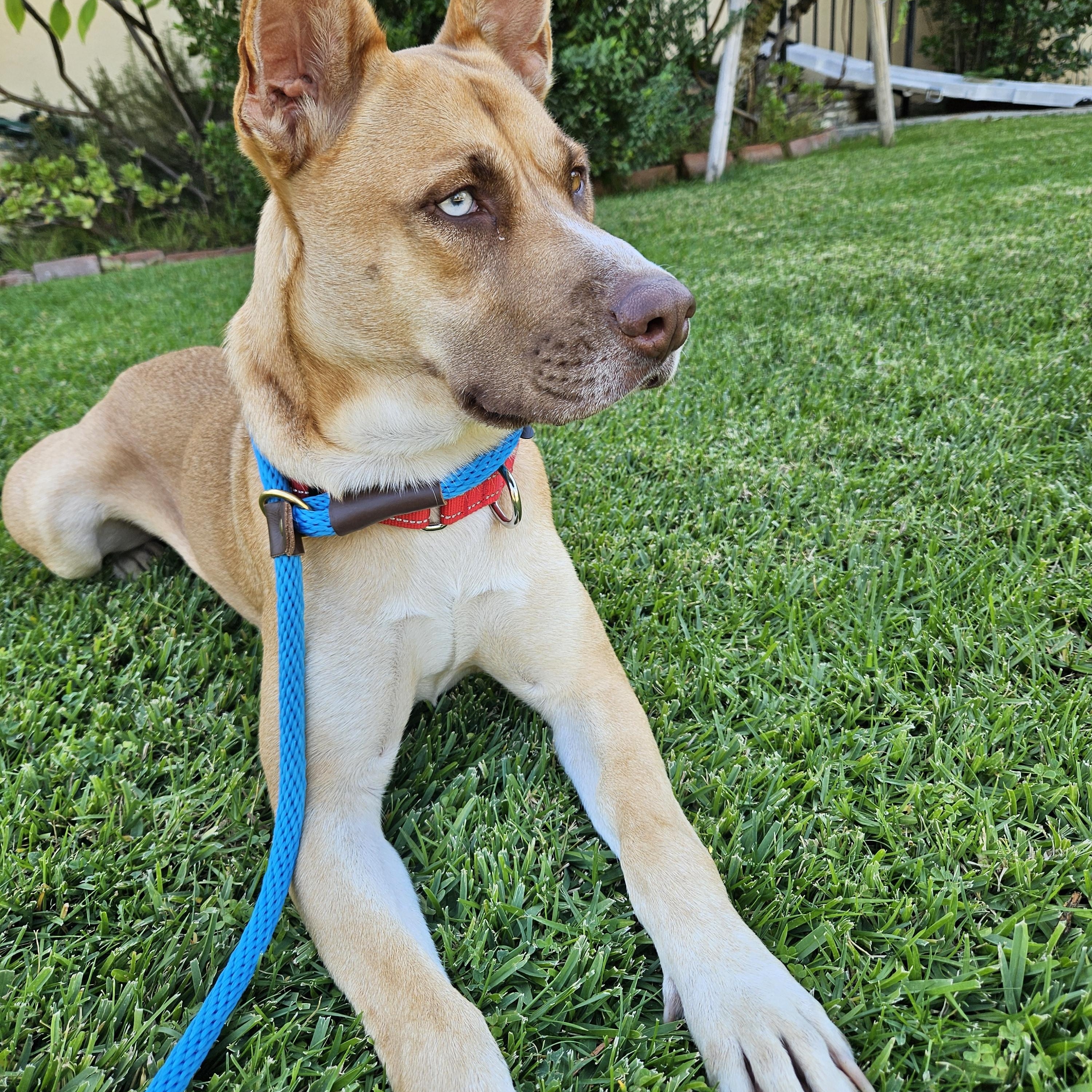 Enlarge Flower, an adopted mixed breed in Sierra Madre, CA image 1/5