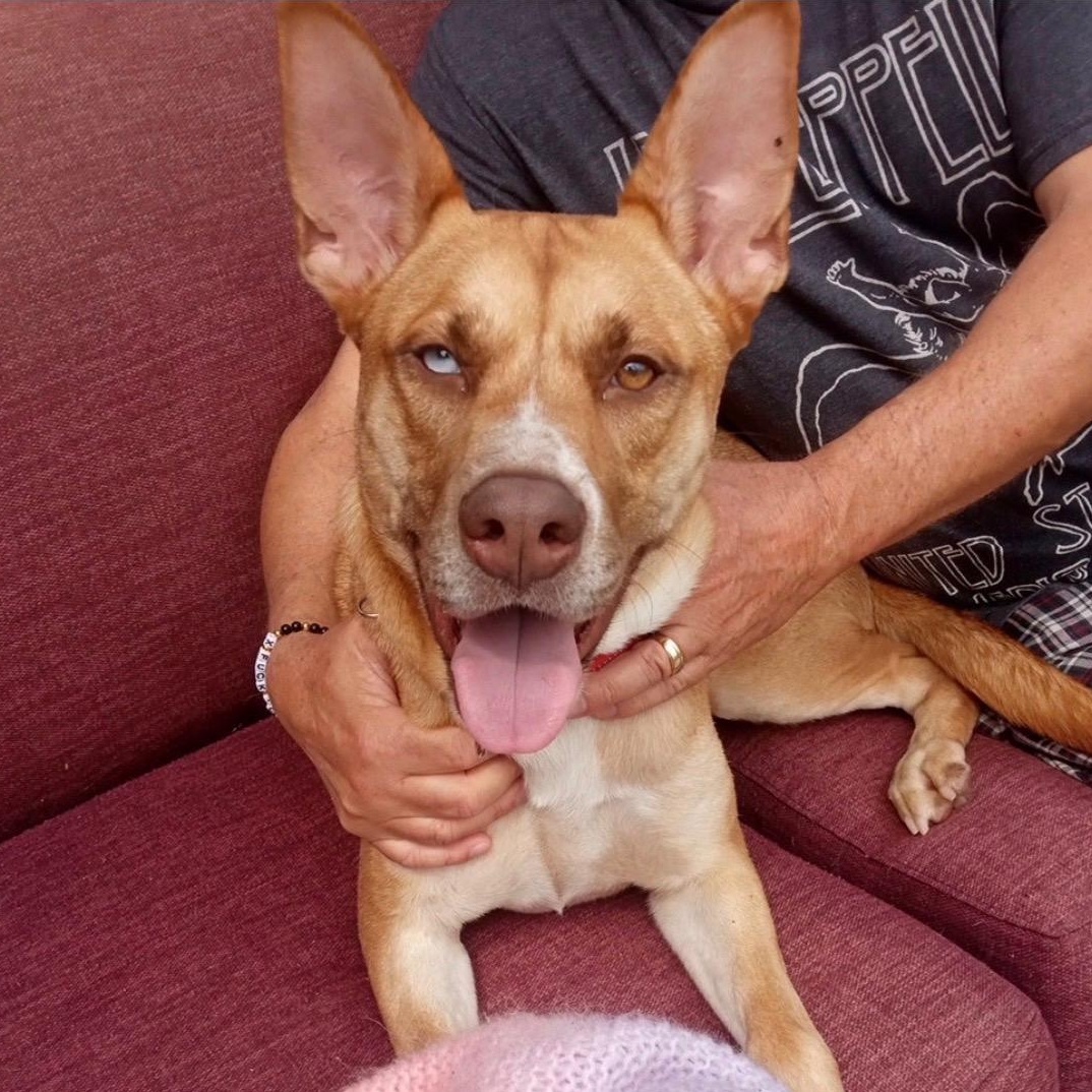 Enlarge Flower, an adoptable mixed breed in San Diego, CA image 1/6