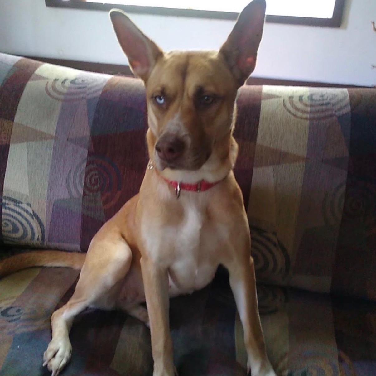 Enlarge Flower, an adoptable mixed breed in San Diego, CA image 2/6