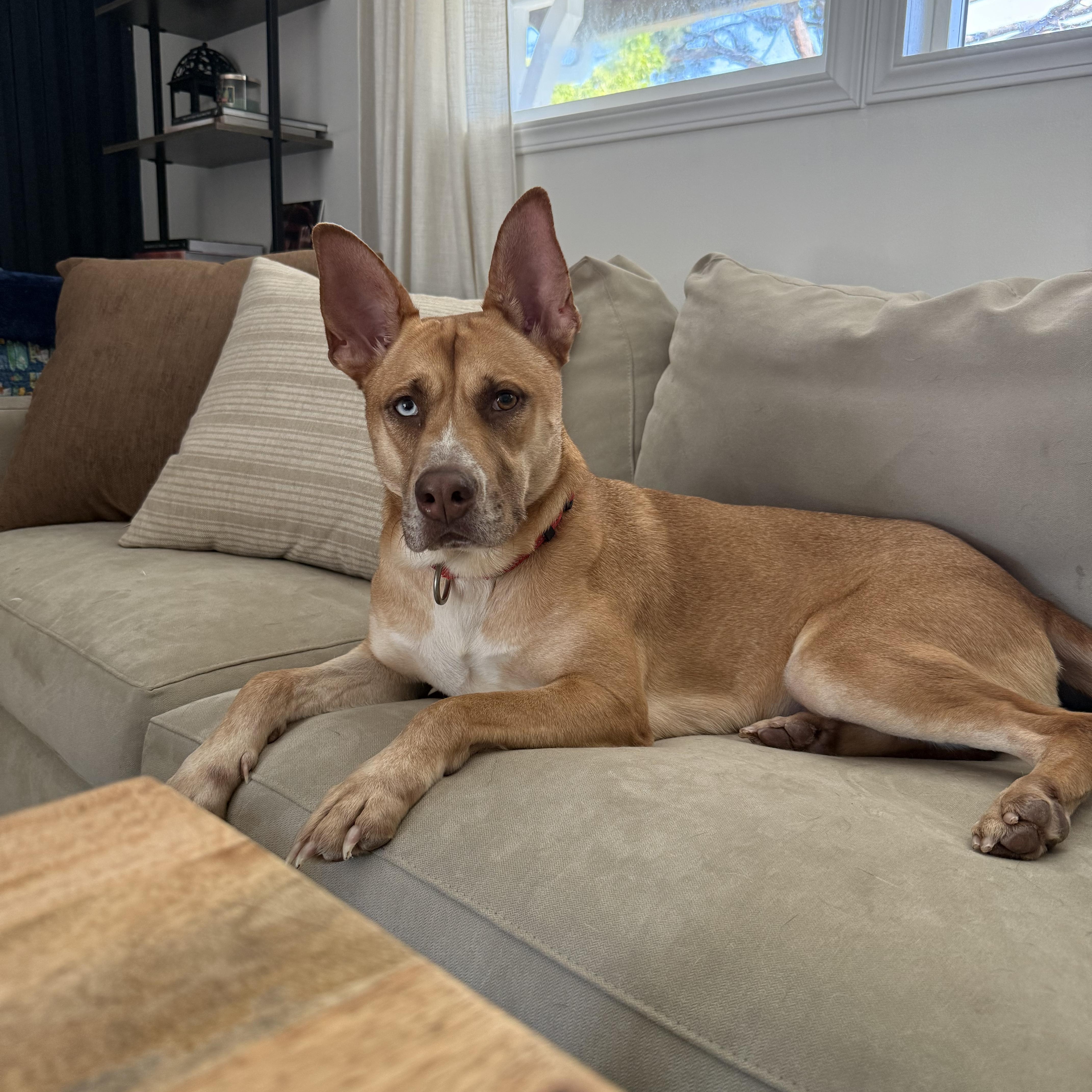 Flower, adoptable, Young Female Siberian Husky & American Staffordshire Terrier.