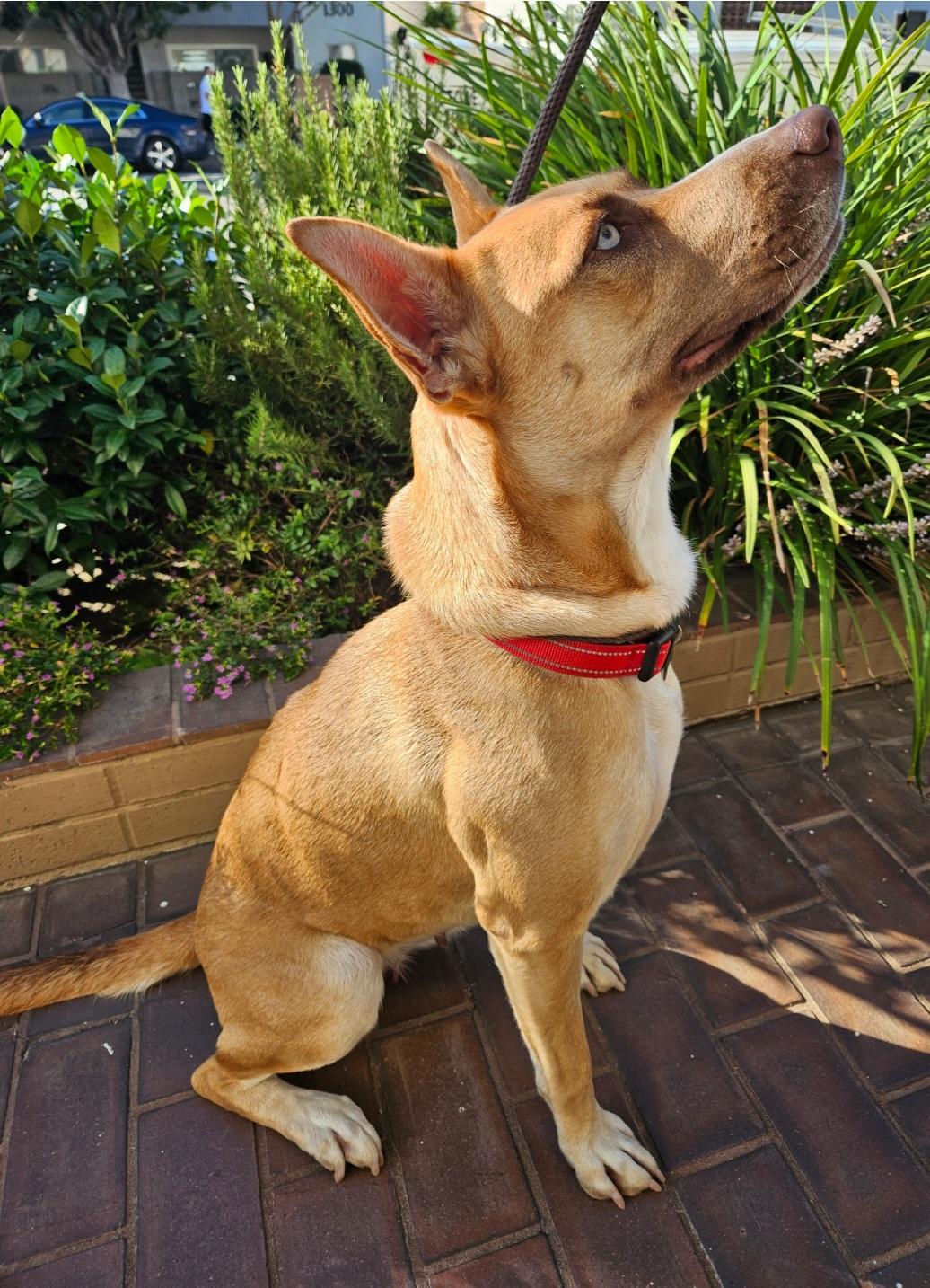 Enlarge Flower, an adopted mixed breed in Sierra Madre, CA image 3/5