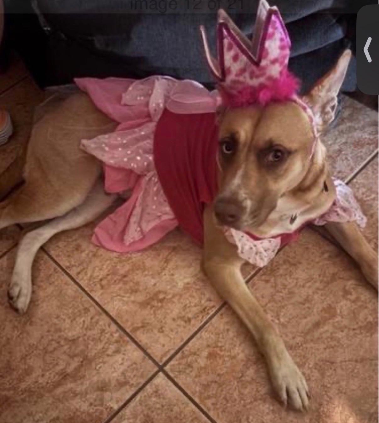 Enlarge Flower, an adoptable mixed breed in San Diego, CA image 6/6
