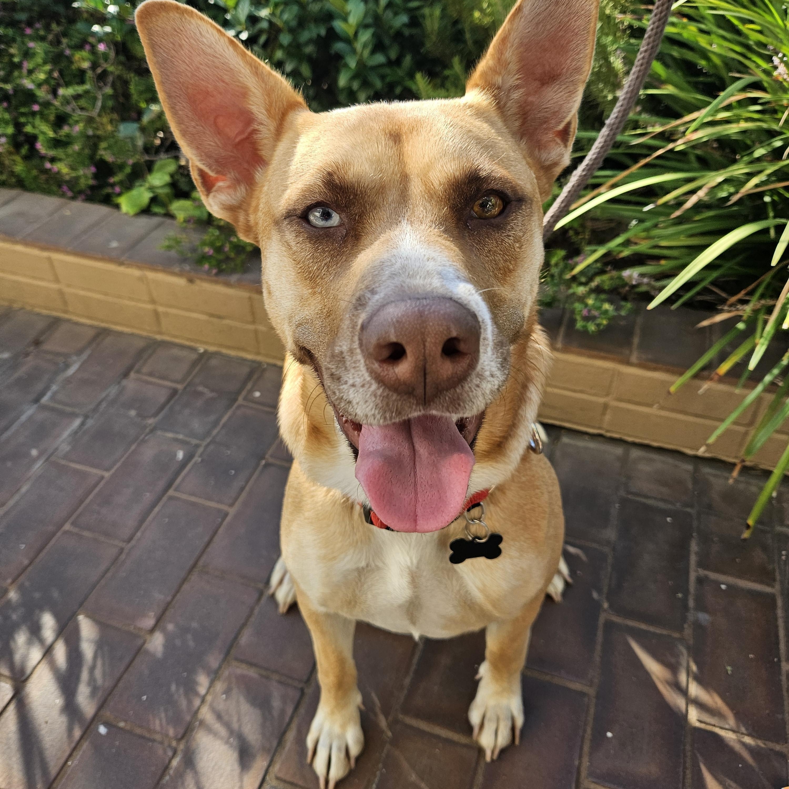 Enlarge Flower, an adopted mixed breed in Sierra Madre, CA image 2/5