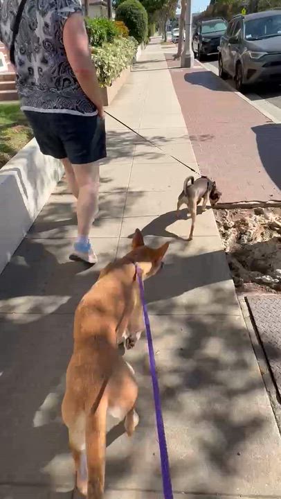 Enlarge Flower, an adopted mixed breed in Sierra Madre, CA video 5/5