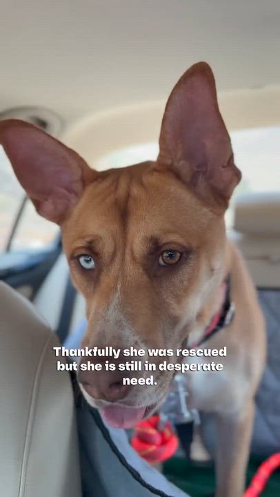 Enlarge Flower, an adoptable mixed breed in San Diego, CA video 5/6