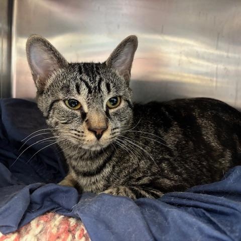 Enlarge Cypress – A Quiet Soul Ready to Bloom, a Adoptable Domestic Short Hair in Braintree, MA image 5/5