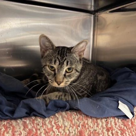 Enlarge Cypress – A Quiet Soul Ready to Bloom, a Adoptable Domestic Short Hair in Braintree, MA image 2/5