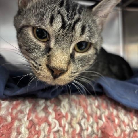 Enlarge Cypress – A Quiet Soul Ready to Bloom, a Adoptable Domestic Short Hair in Braintree, MA image 4/5