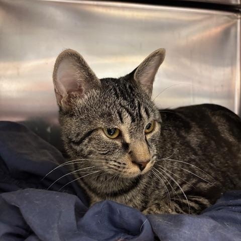 Enlarge Cypress – A Quiet Soul Ready to Bloom, a Adoptable Domestic Short Hair in Braintree, MA image 3/5