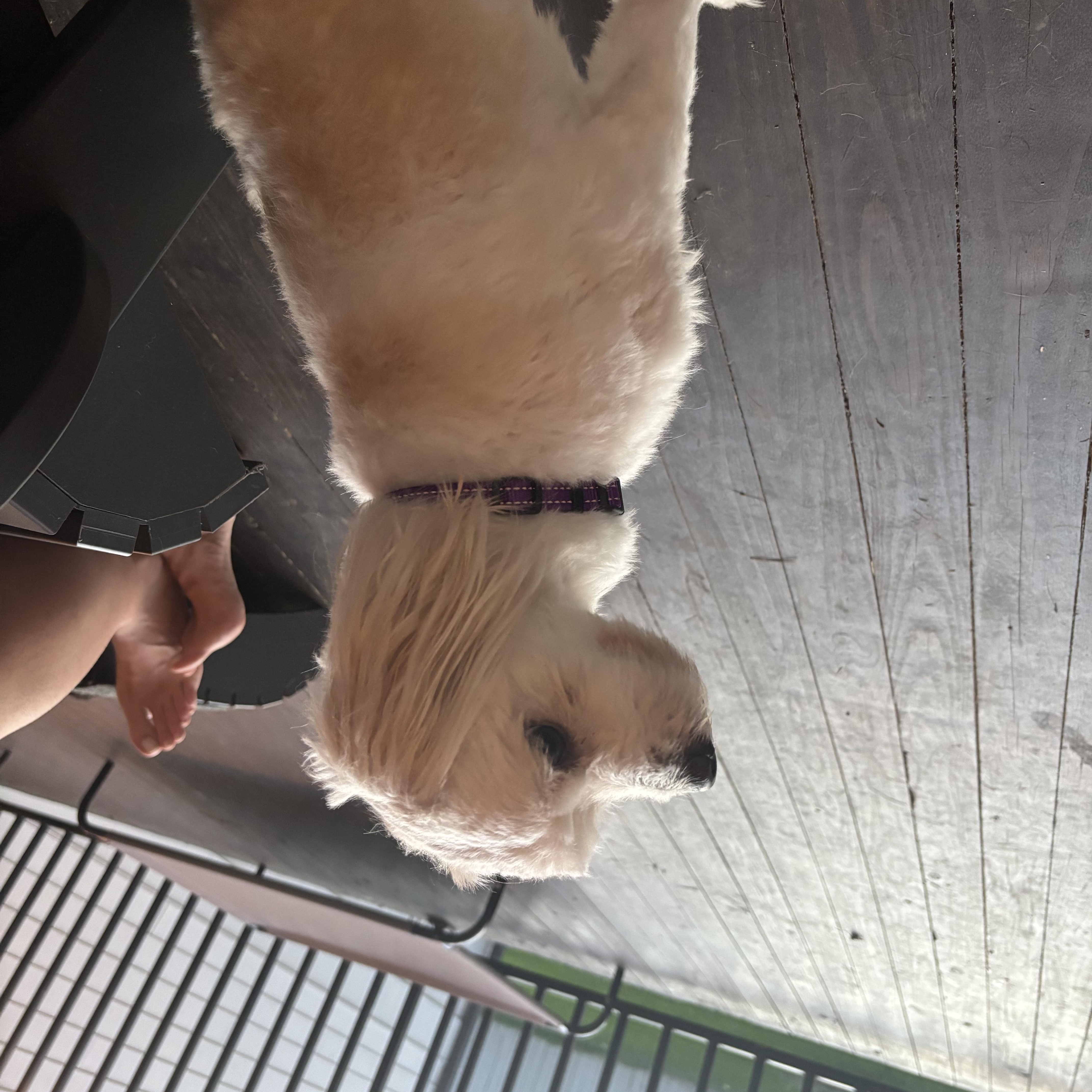 Marshmallow, an adopted mixed breed in New Orleans, LA image 5/5