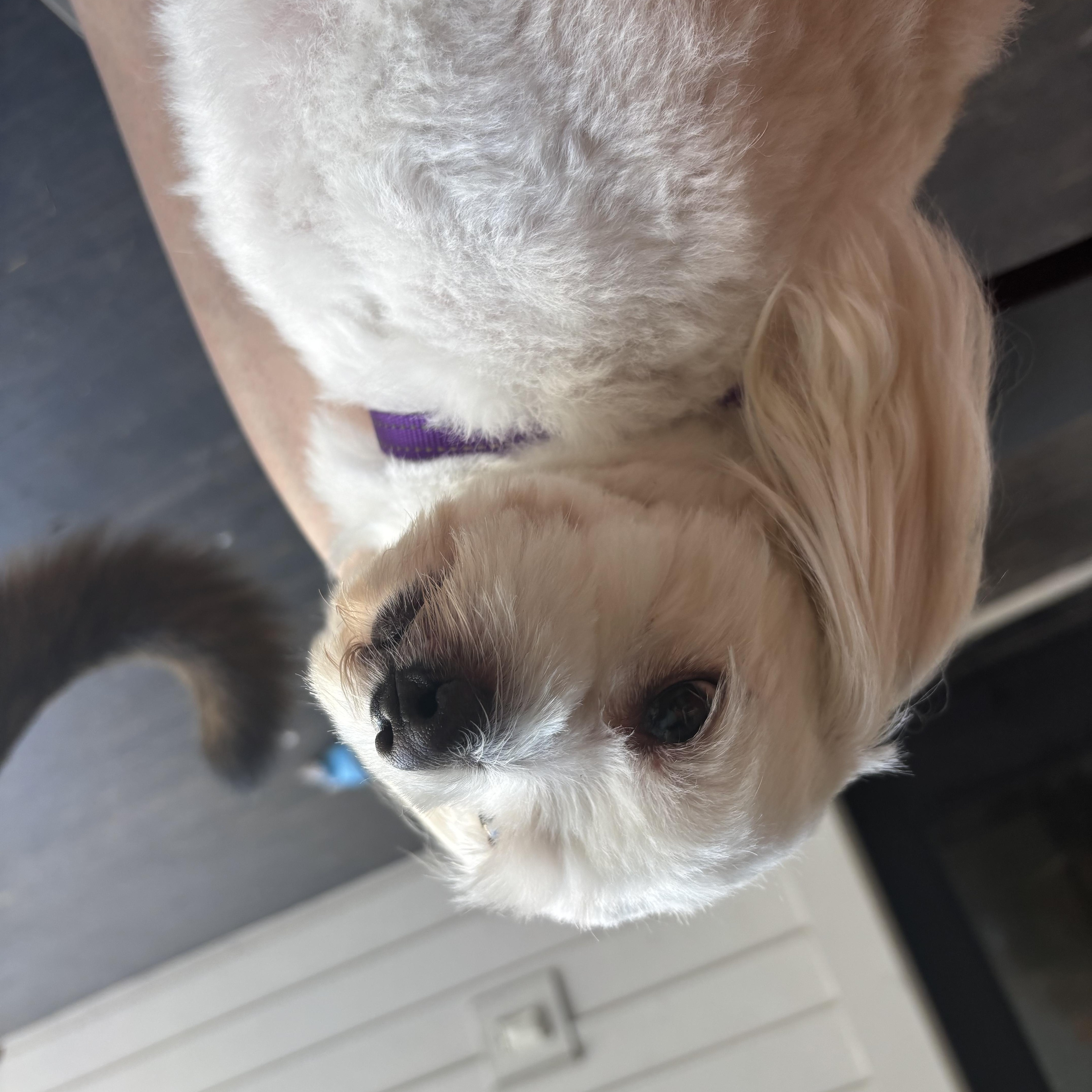 Marshmallow, an adopted mixed breed in New Orleans, LA image 3/5
