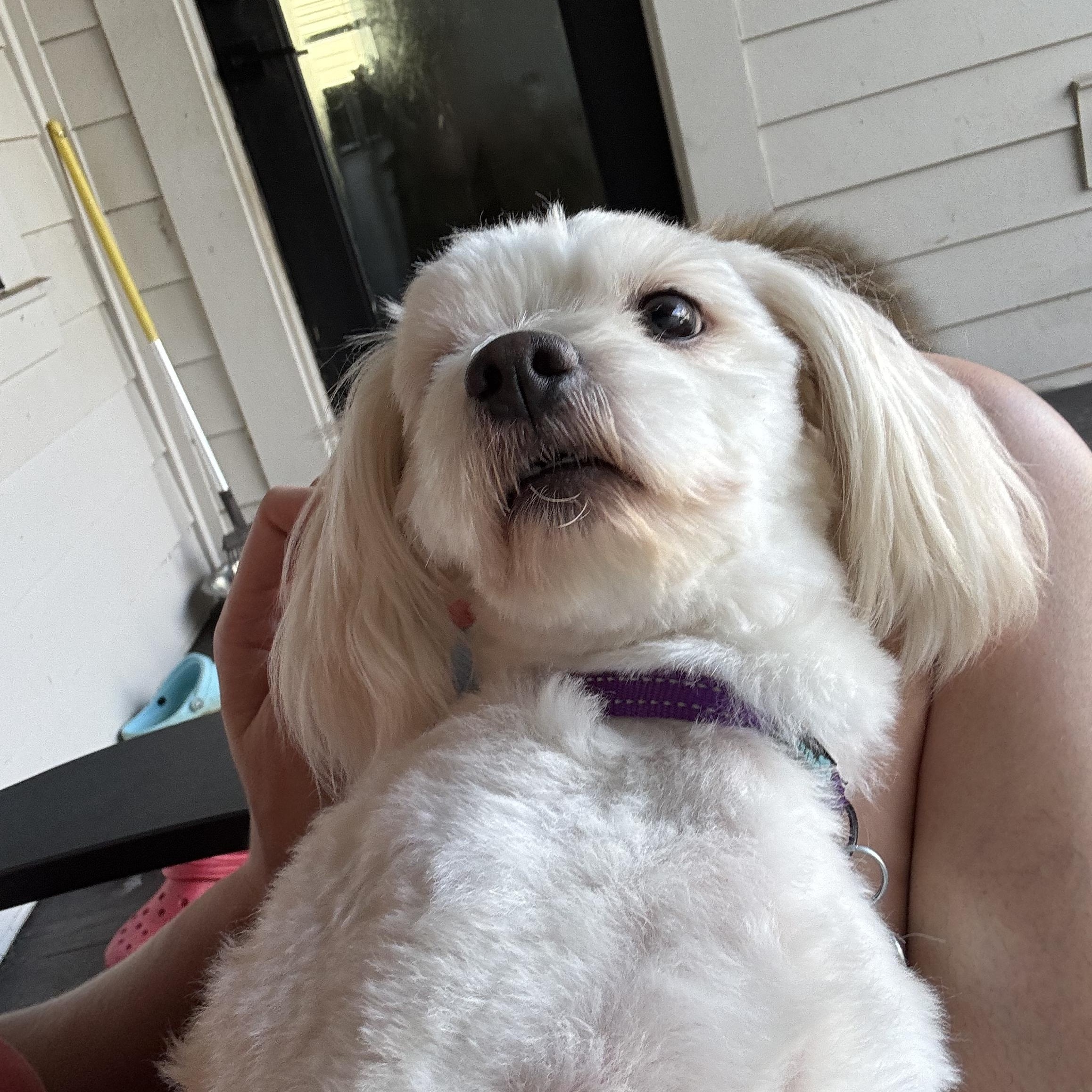 Marshmallow, an adopted mixed breed in New Orleans, LA image 2/5
