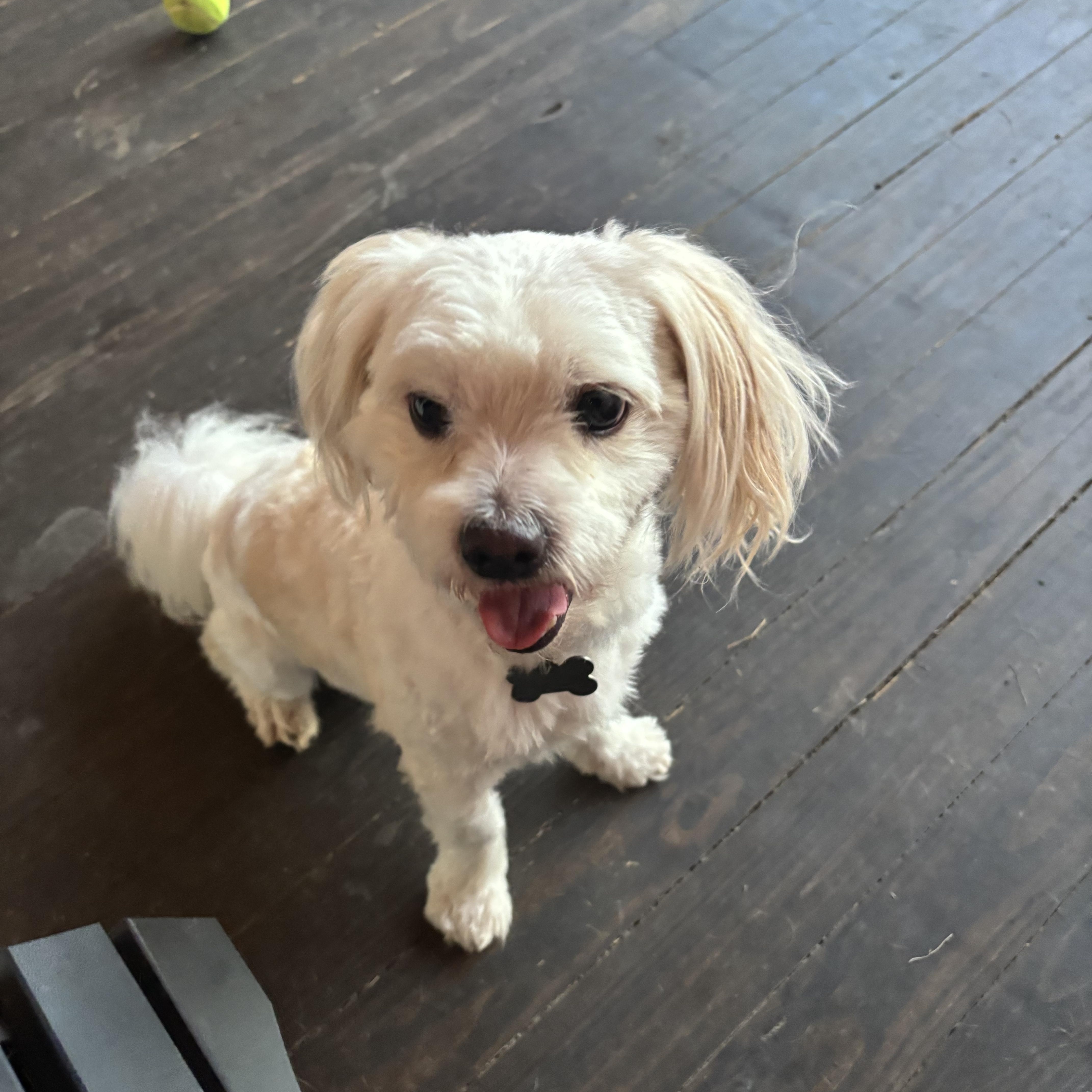 Marshmallow, an adopted mixed breed in New Orleans, LA image 4/5