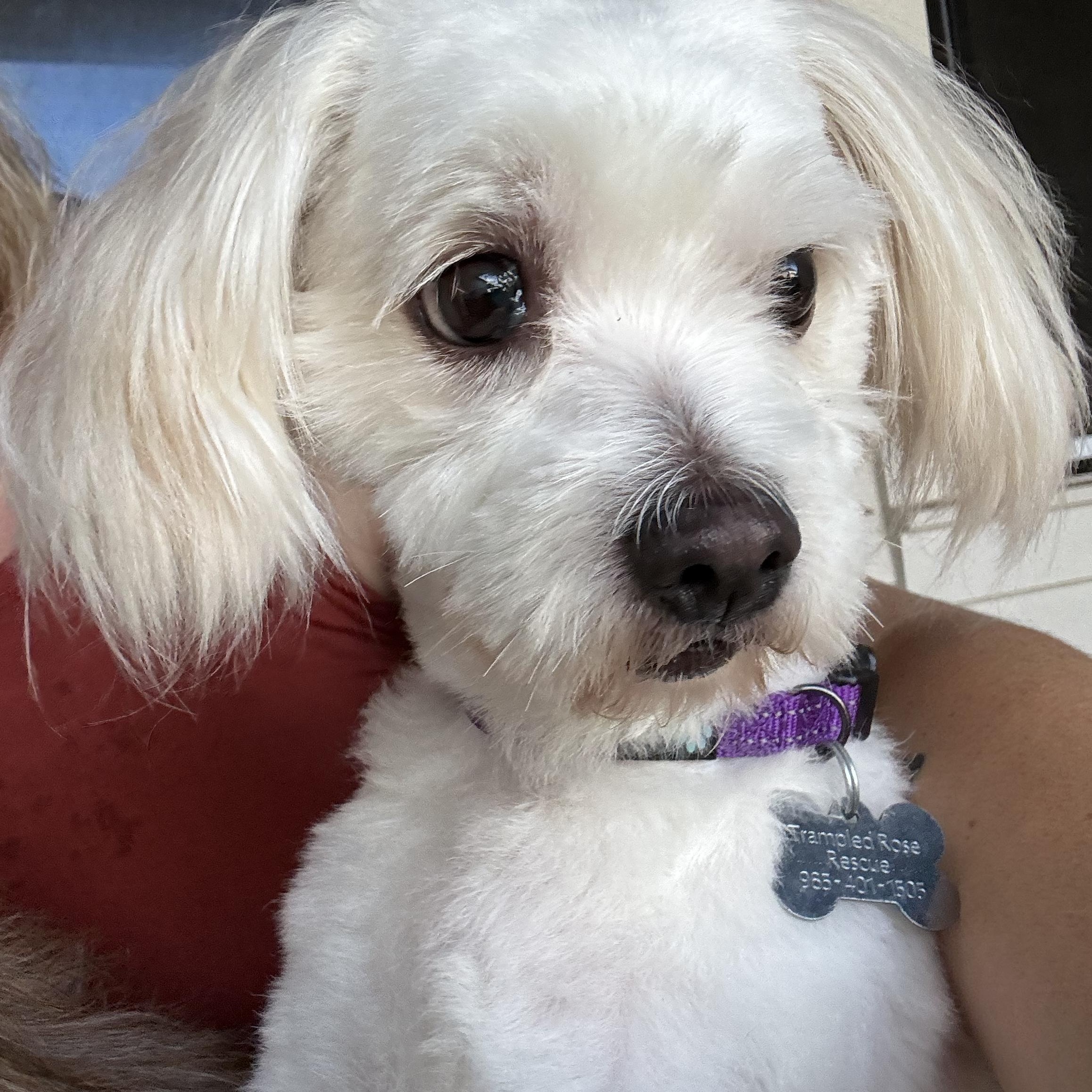 Marshmallow, adopted, Adult Male Maltese.