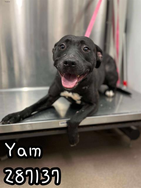 YAM, Adoptable, Adult Female Mixed Breed.