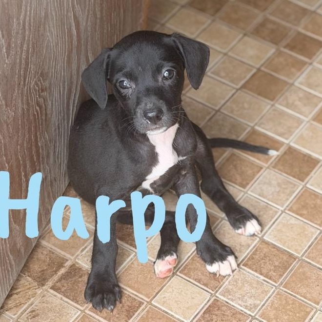 Enlarge Harpo, a ADOPTABLE mixed breed in Wilmington, IL image 1/2