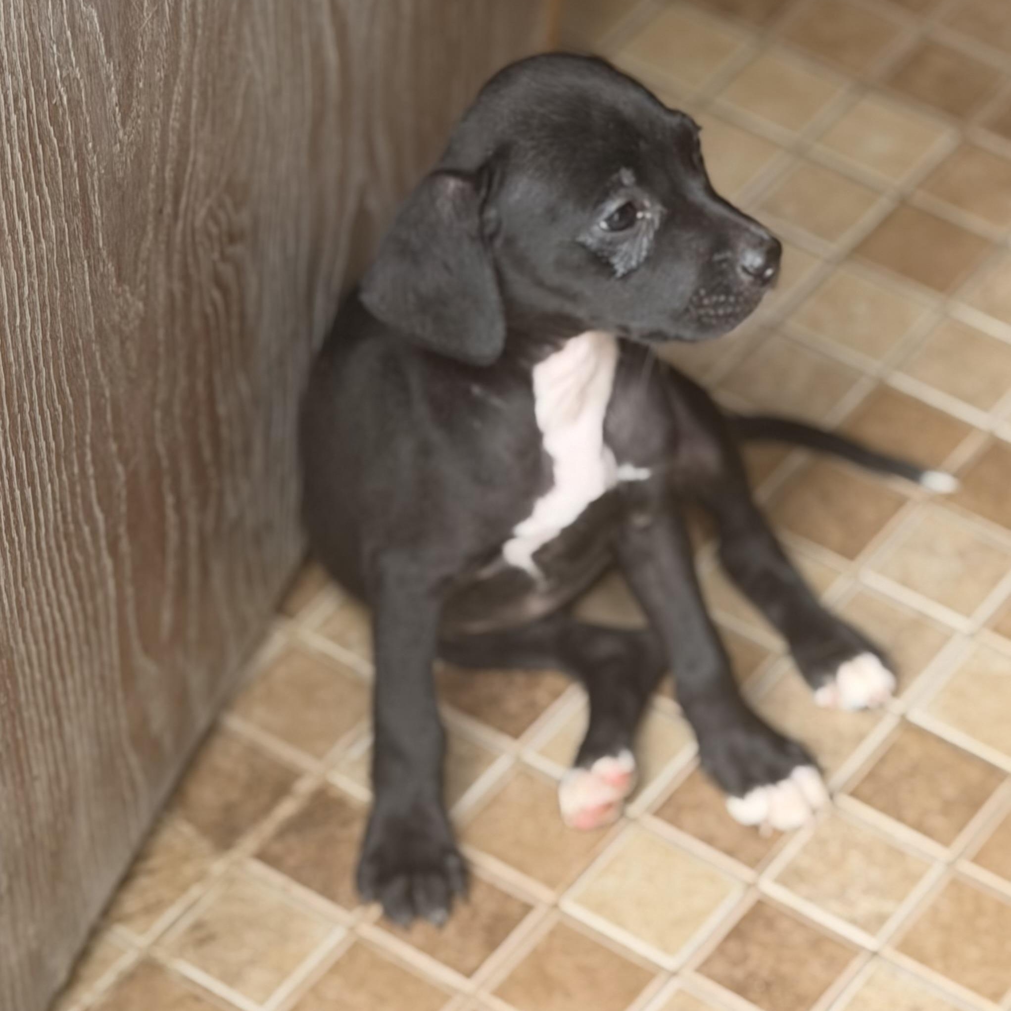 Enlarge Harpo, a ADOPTABLE mixed breed in Wilmington, IL image 2/2