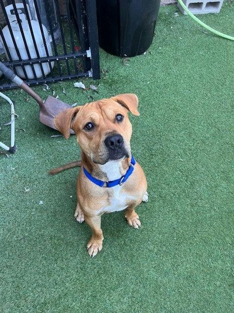 Ferb, a ADOPTABLE mixed breed in Grass Valley, CA image 1/4