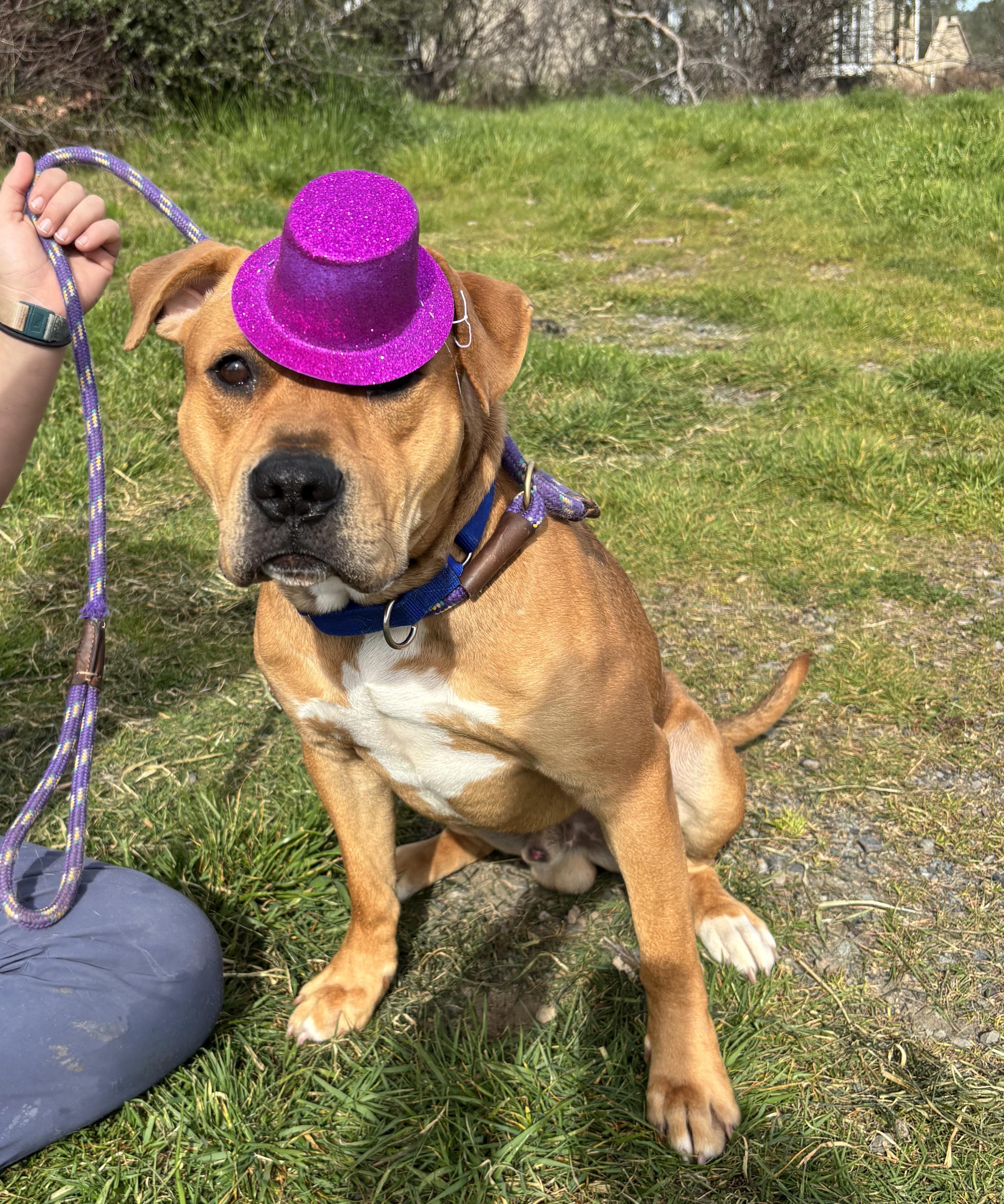 Ferb, a ADOPTABLE mixed breed in Grass Valley, CA image 3/4