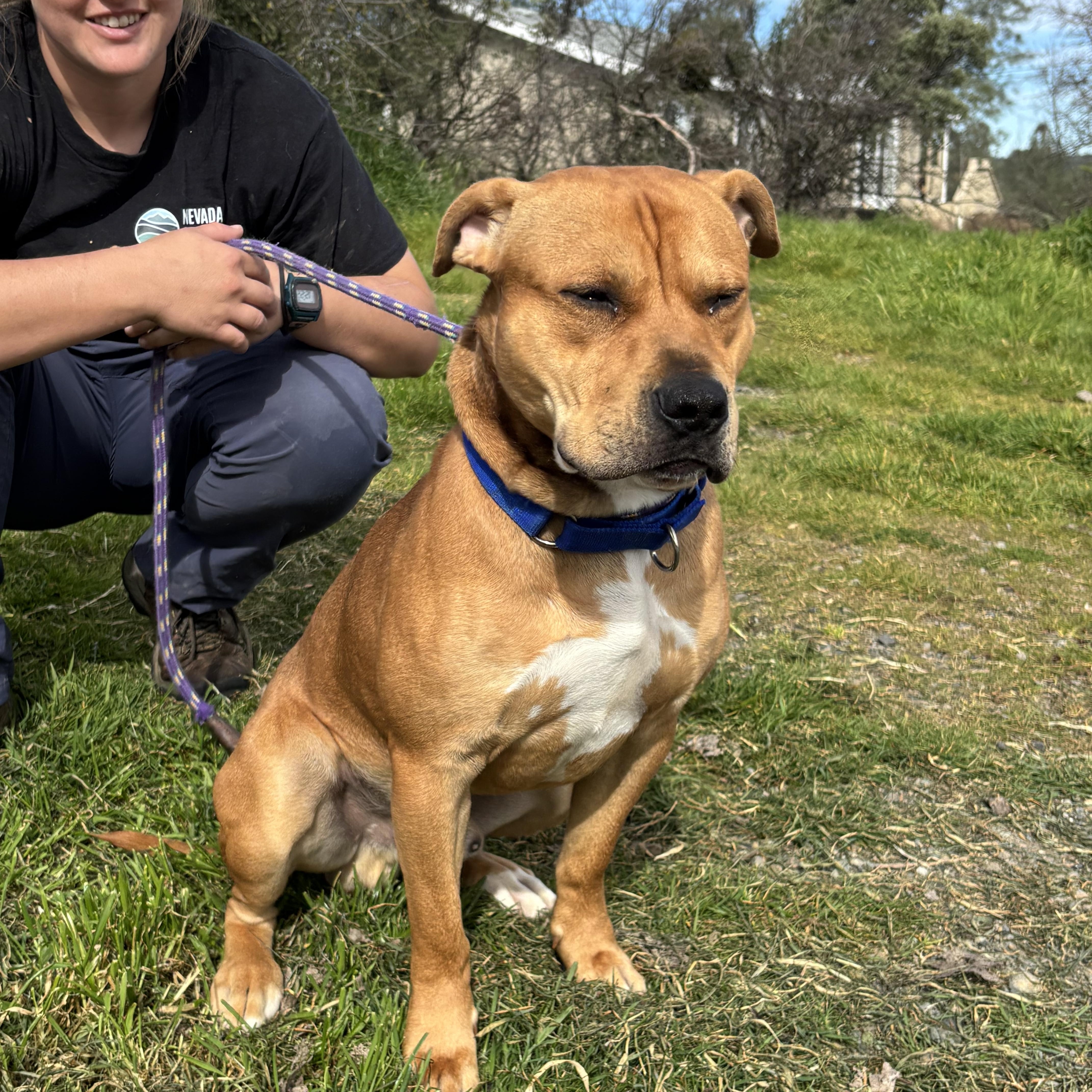 Ferb, a ADOPTABLE mixed breed in Grass Valley, CA image 4/4
