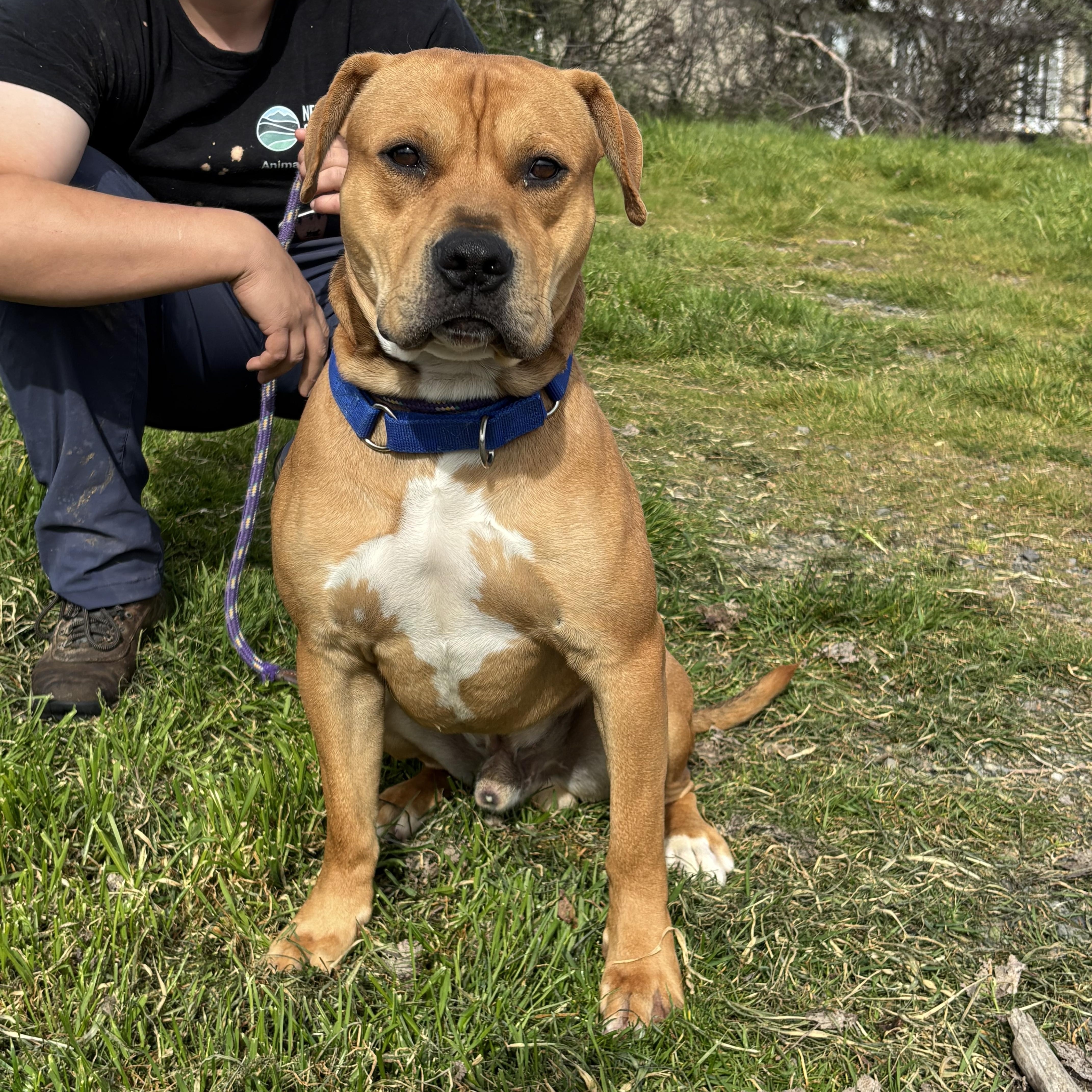 Ferb, a ADOPTABLE mixed breed in Grass Valley, CA image 2/4