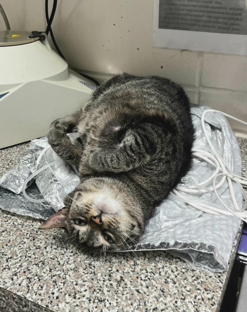 Columbia, Adoptable, Adult Female Domestic Short Hair & Tabby.