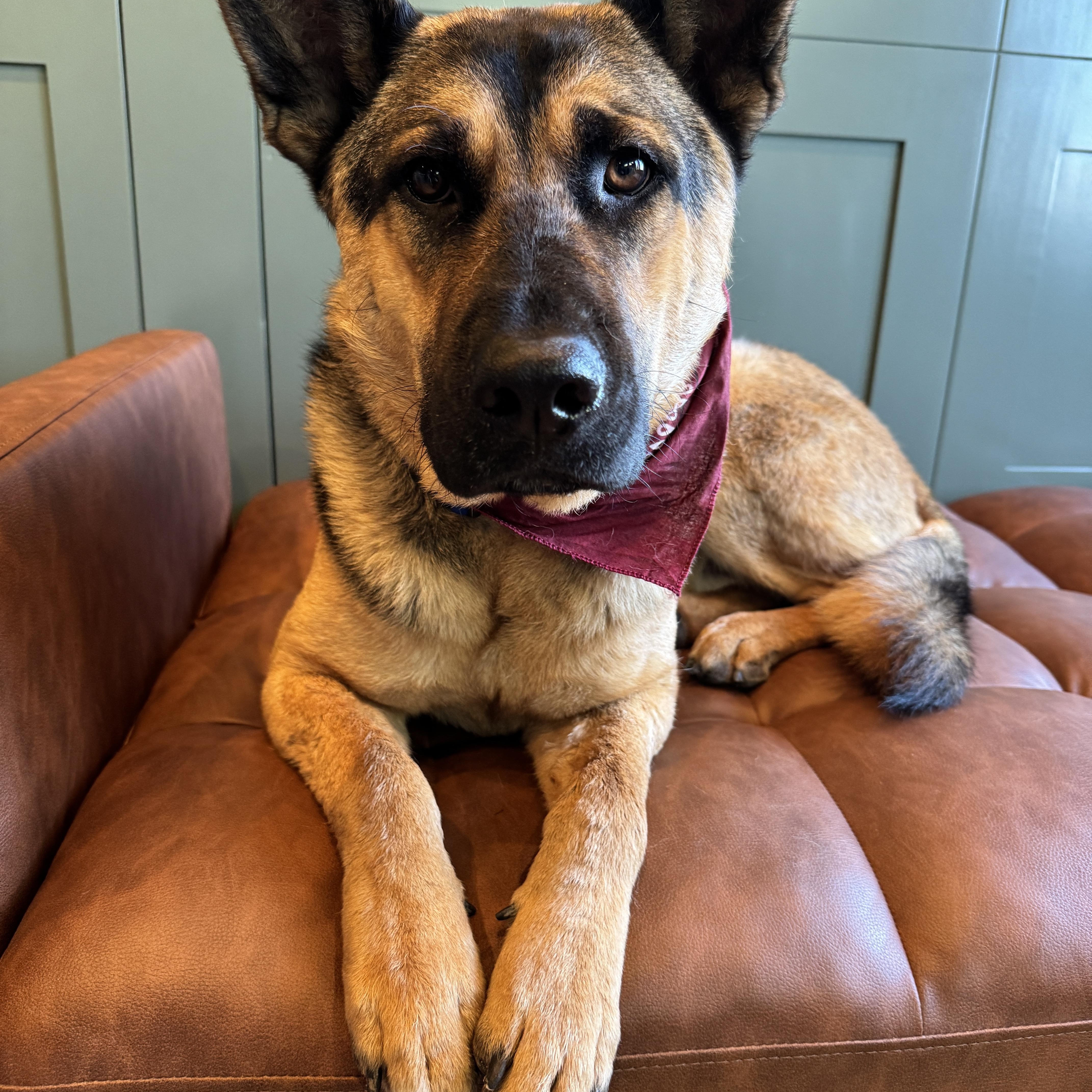 Mango , an adopted mixed breed in Los Angeles, CA image 4/6