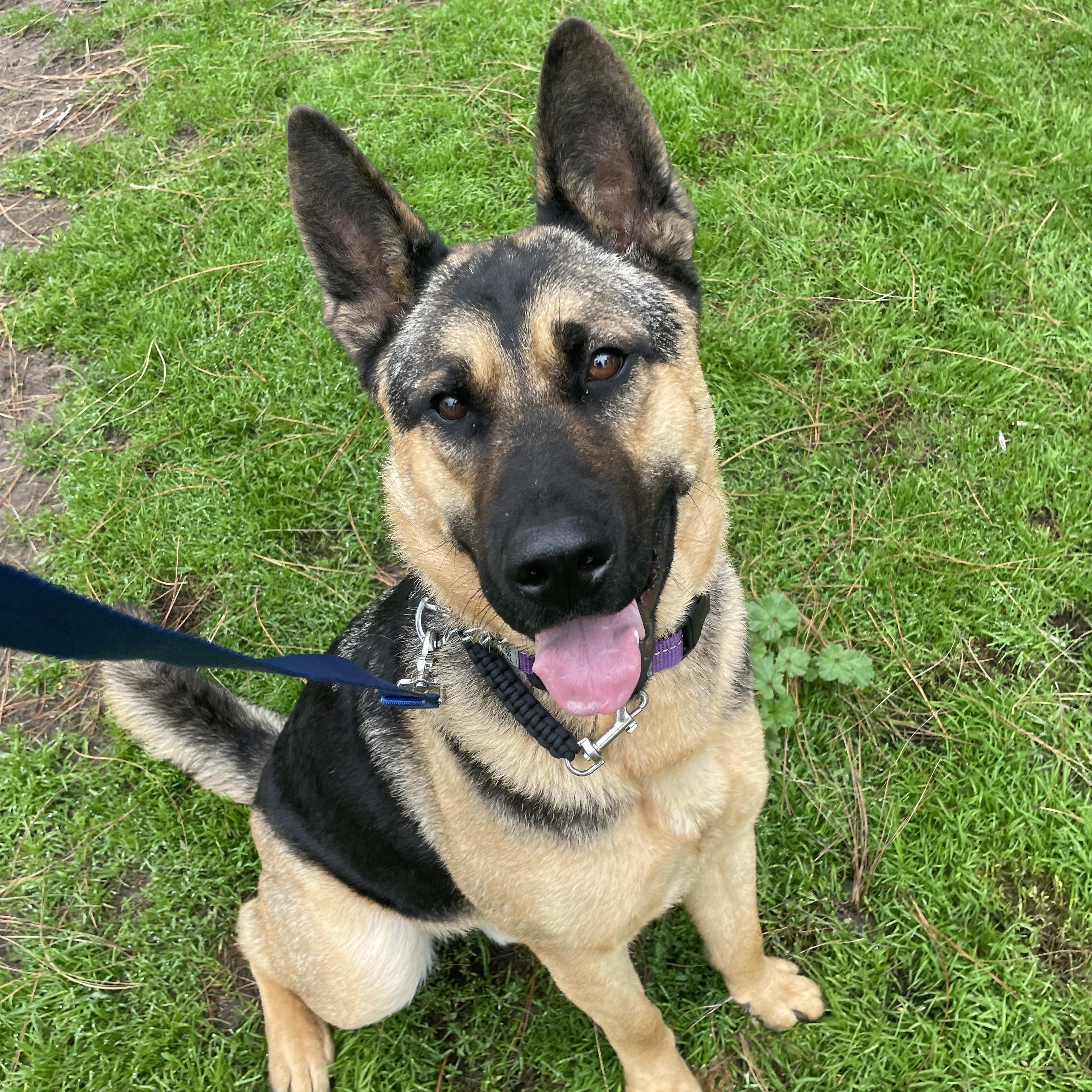 Mango , adopted, Young Male Siberian Husky & German Shepherd Dog.