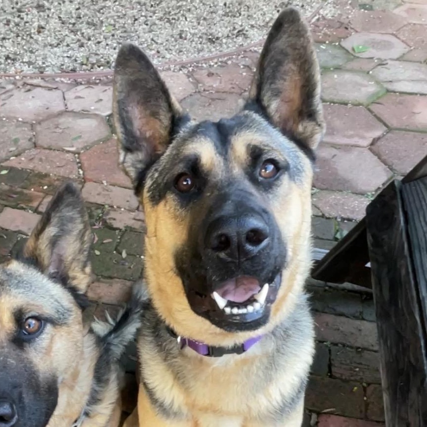 Mango , an adopted mixed breed in Los Angeles, CA image 5/6