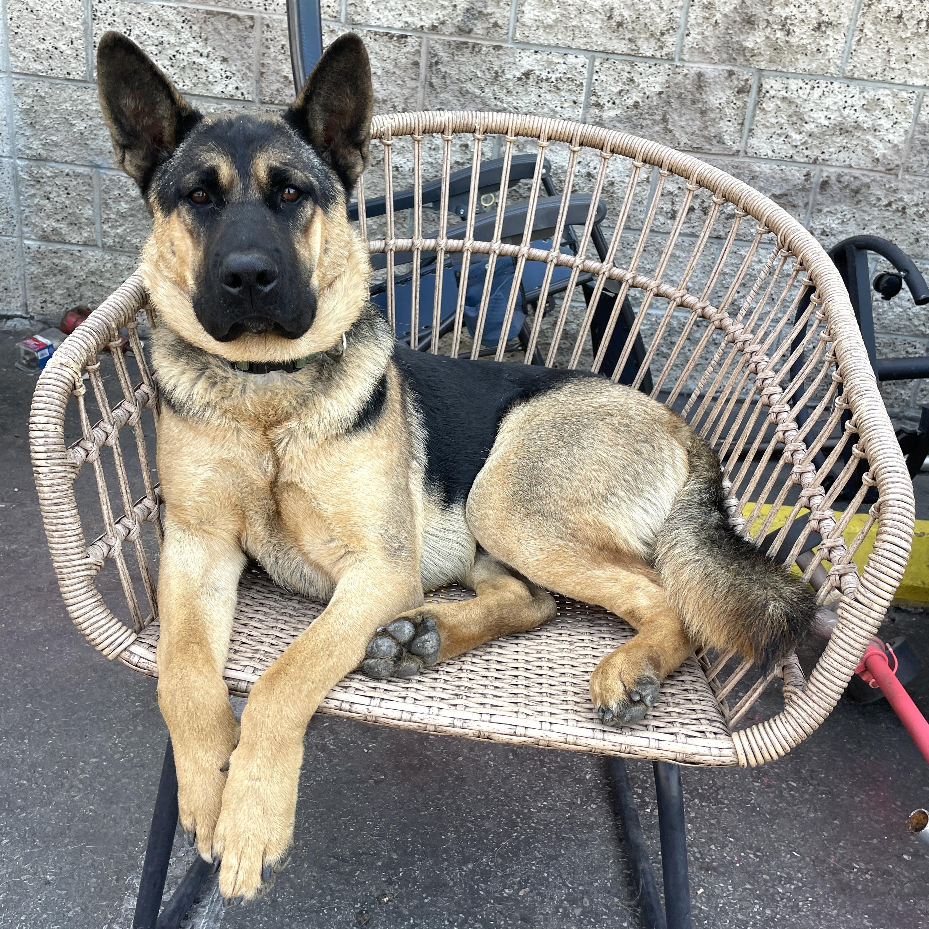 Mango , an adopted mixed breed in Los Angeles, CA image 3/6