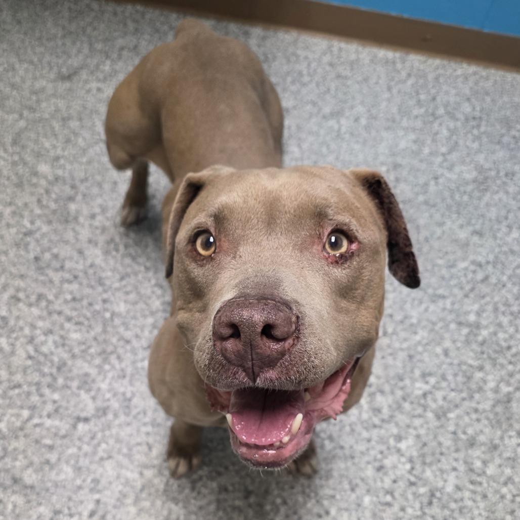 Unique, Adoptable, Senior Female American Staffordshire Terrier & Pit Bull Terrier.