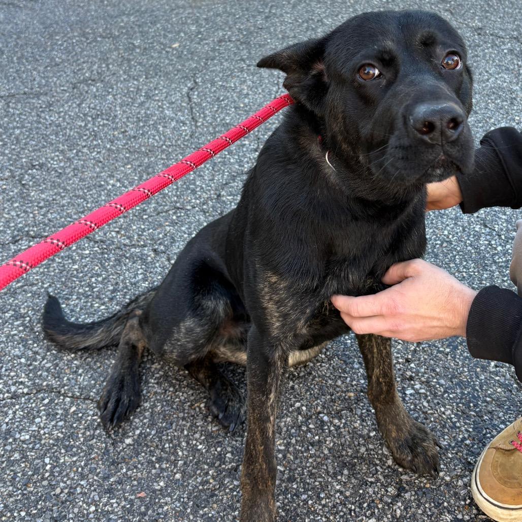 Greg, Adoptable, Adult Male Mixed Breed.