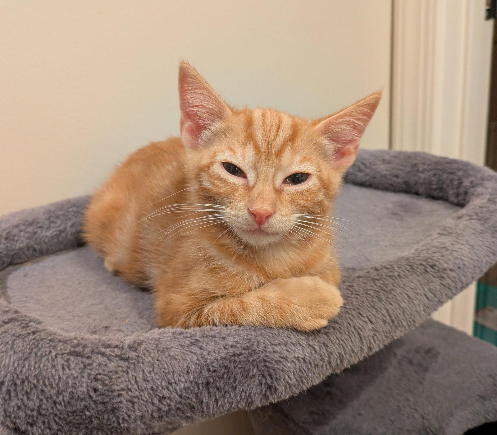 Enlarge Giulia, a Adoptable Domestic Short Hair in Leesburg, VA image 2/3