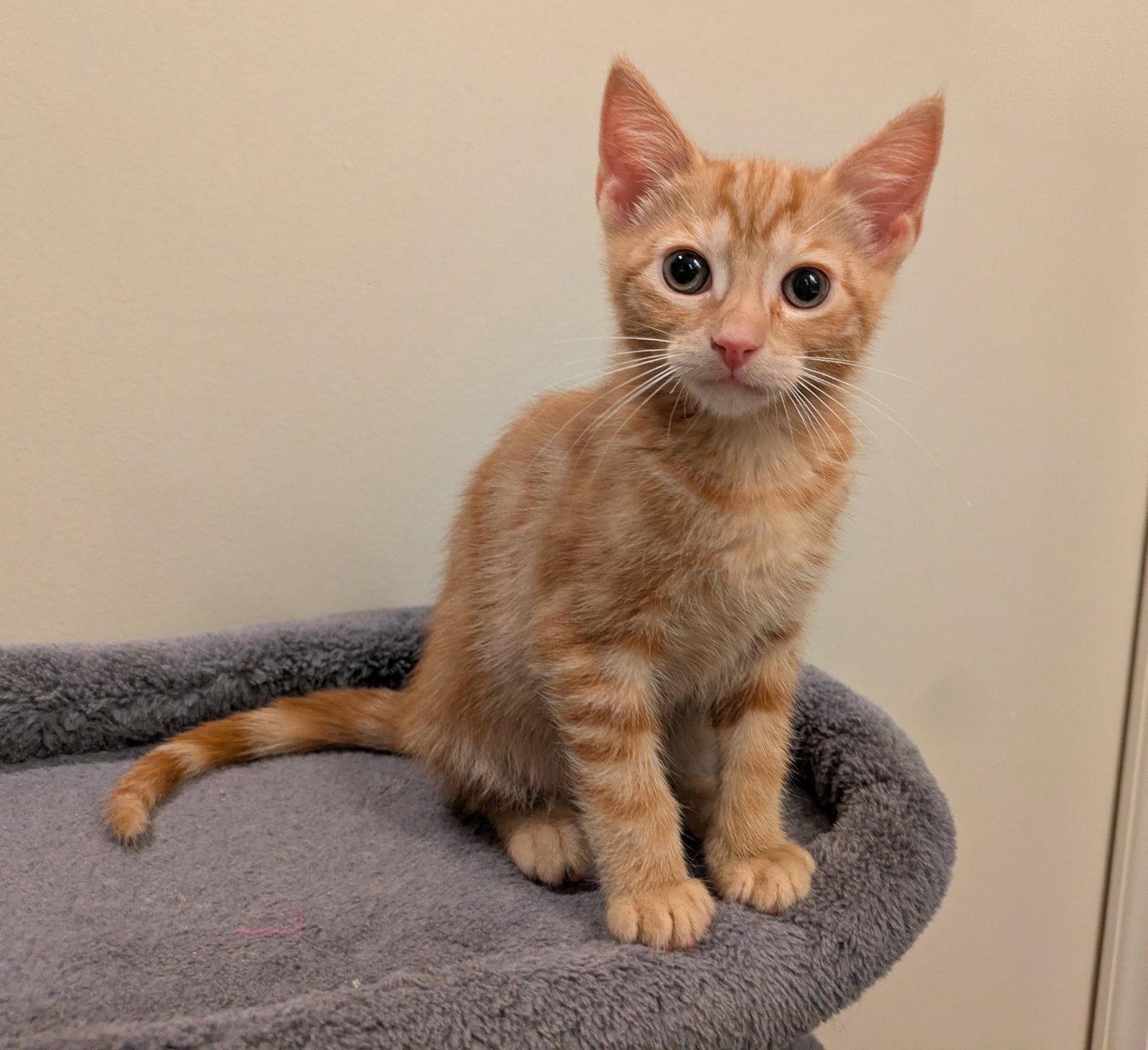 Giulia, Adoptable, Kitten Female Domestic Short Hair.