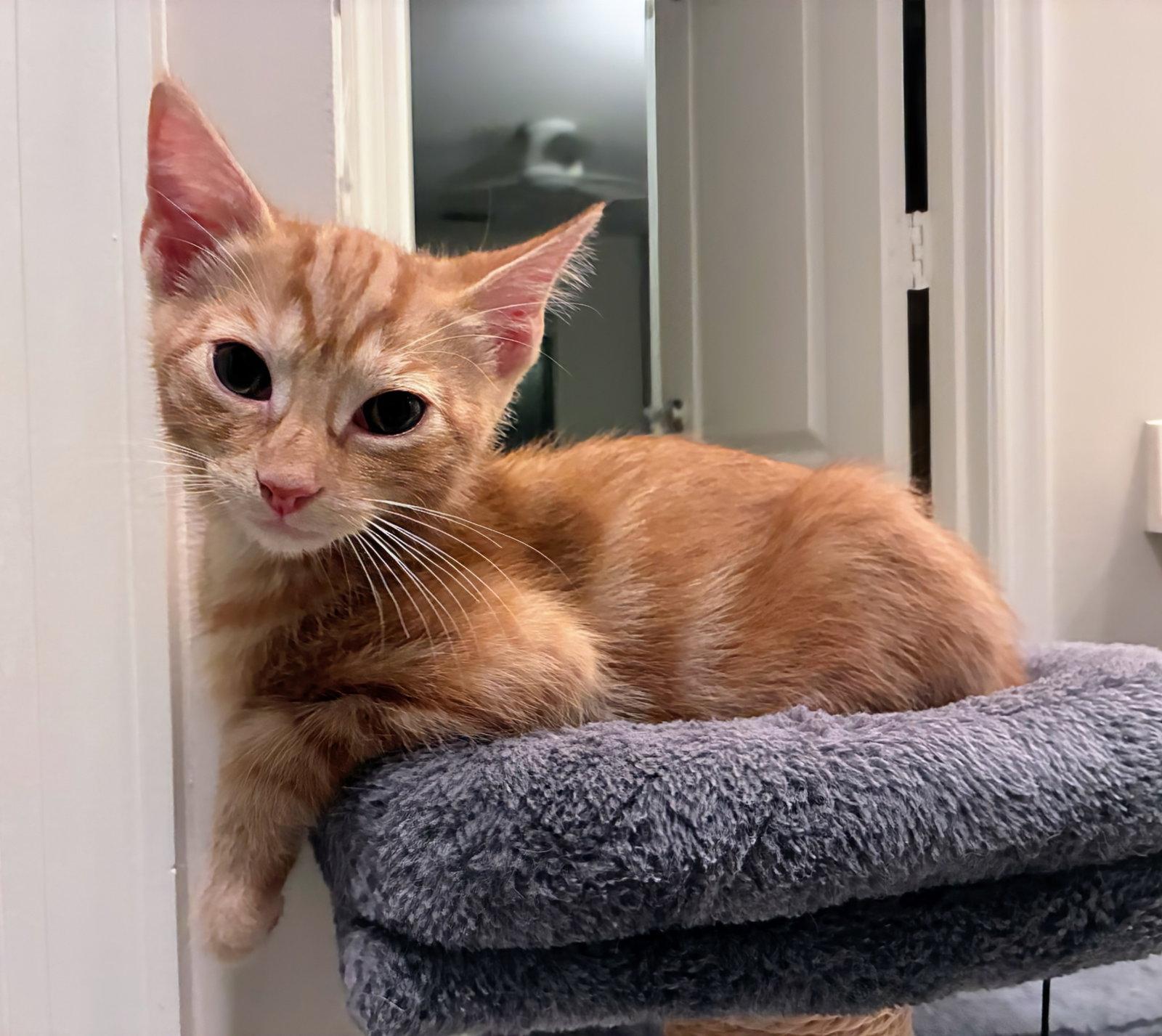 Enlarge Giulia, a Adoptable Domestic Short Hair in Leesburg, VA image 3/3