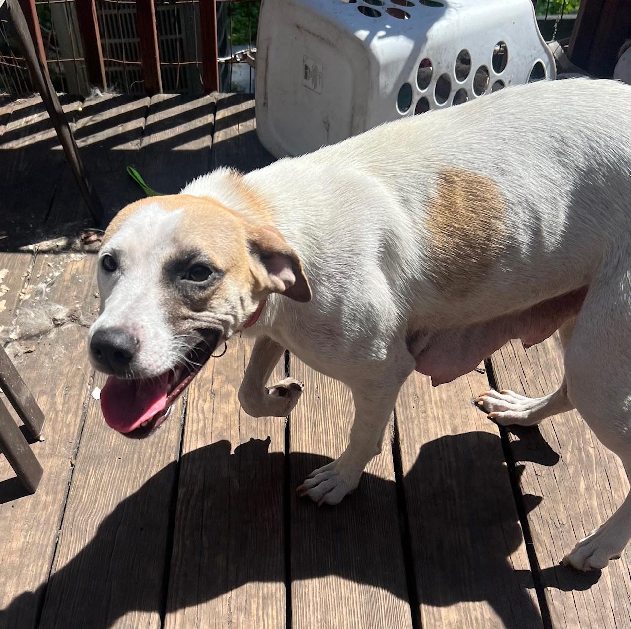 Kylie, Young Female Hound