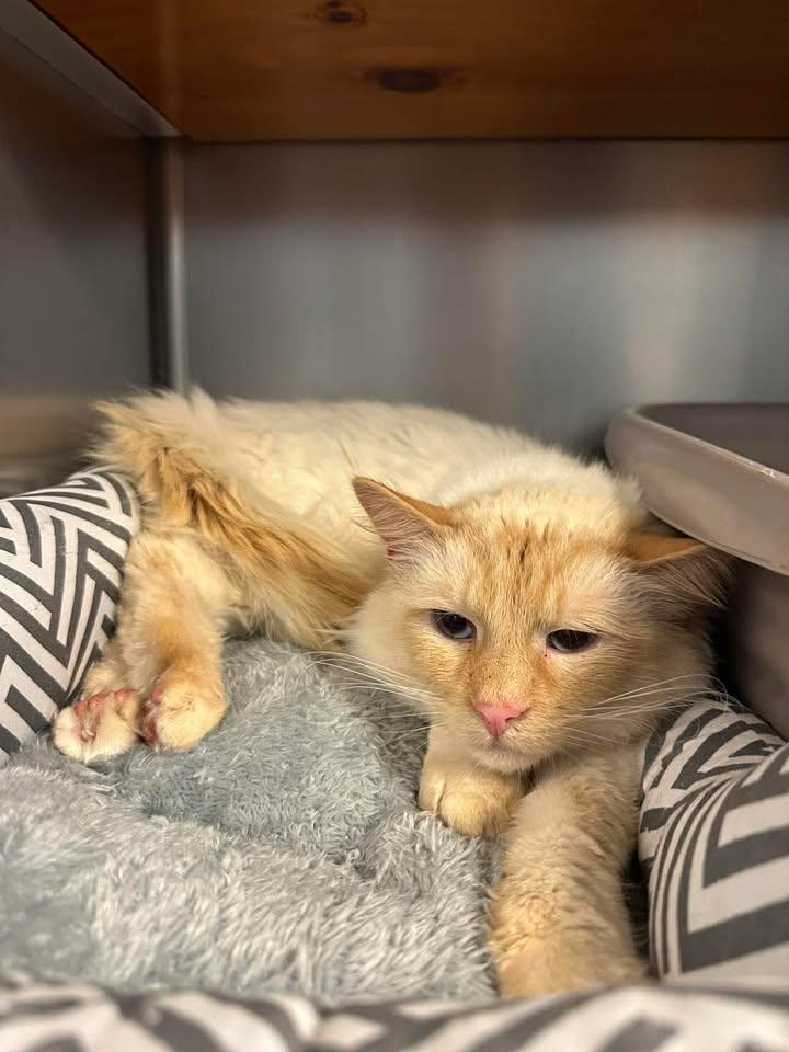 Enlarge Montey, an adopted Siamese in Wilmington, NC image 1/2