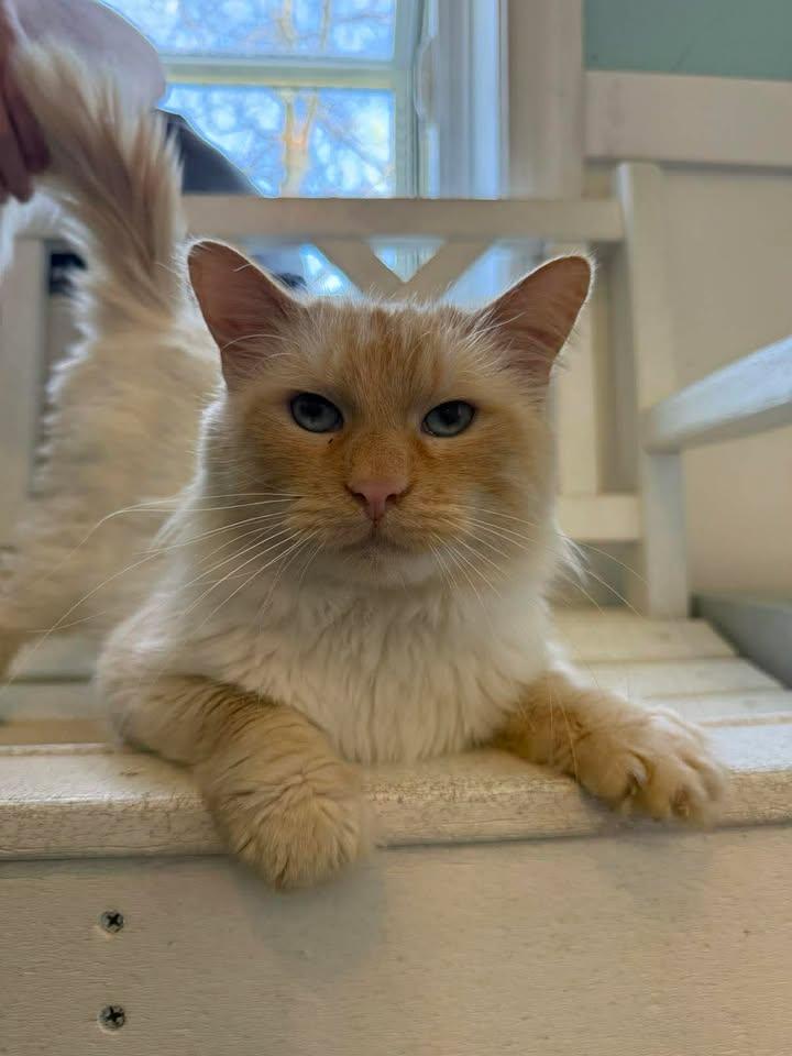 Enlarge Montey, an adopted Siamese in Wilmington, NC image 2/2