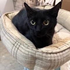 Mama Cat but she prefers MC, adopted, Young Female Domestic Short Hair.