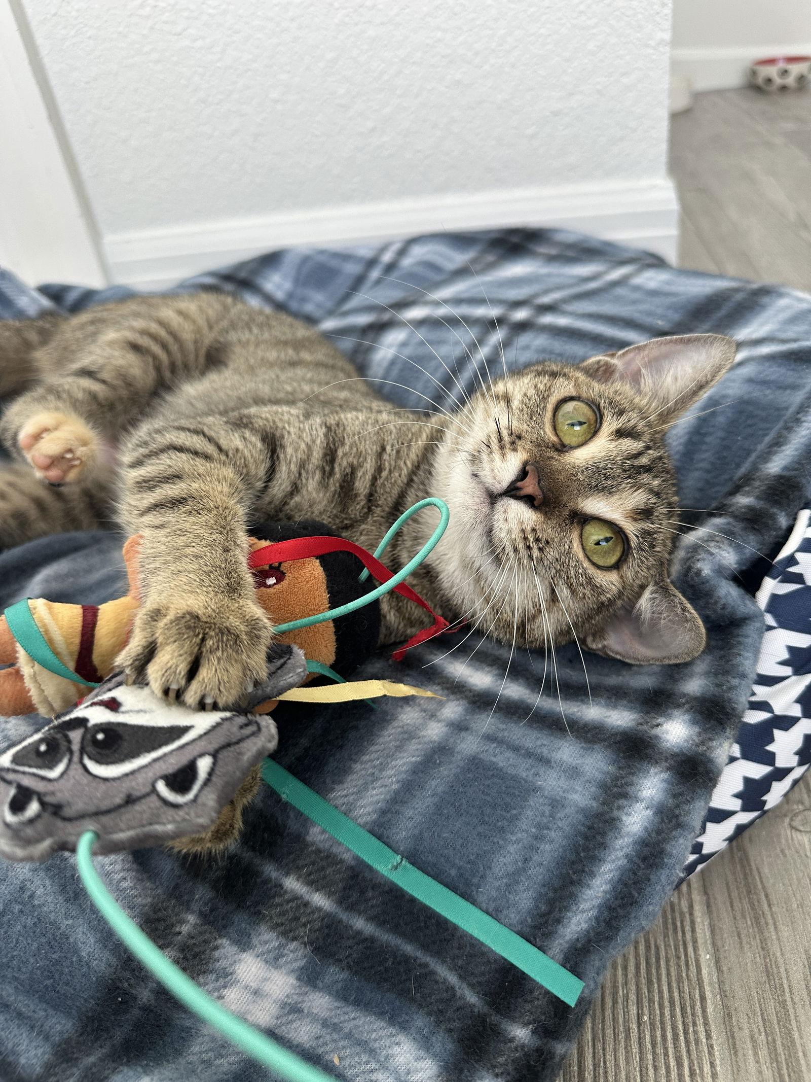 TINSEL, a Adopted Domestic Short Hair in Orlando, FL image 1/3