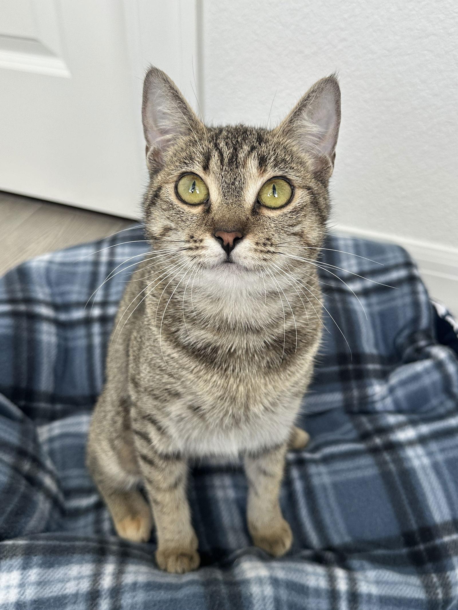 TINSEL, a Adopted Domestic Short Hair in Orlando, FL image 2/3