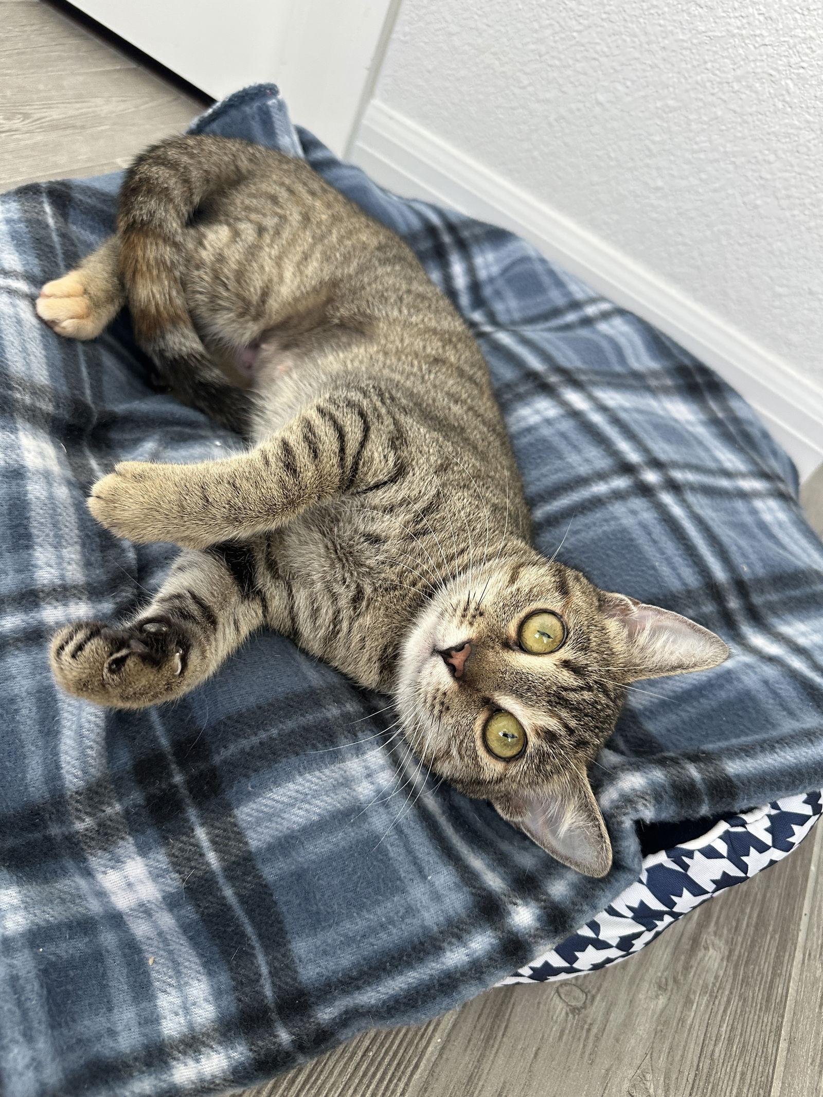 TINSEL, a Adopted Domestic Short Hair in Orlando, FL image 3/3