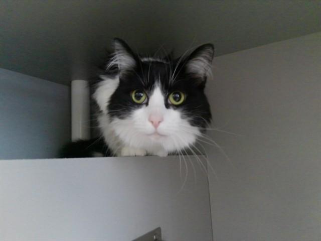 OREO, Adoptable, Adult Male Domestic Medium Hair.